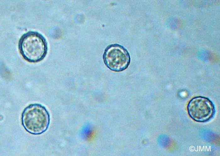 Tephrocybe ambusta : spores