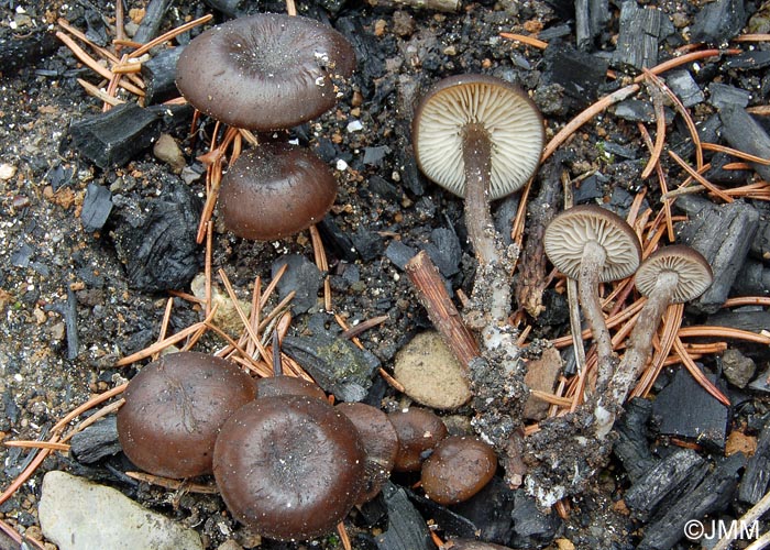 Tephrocybe anthracophila = Lyophyllum sphaerosporum