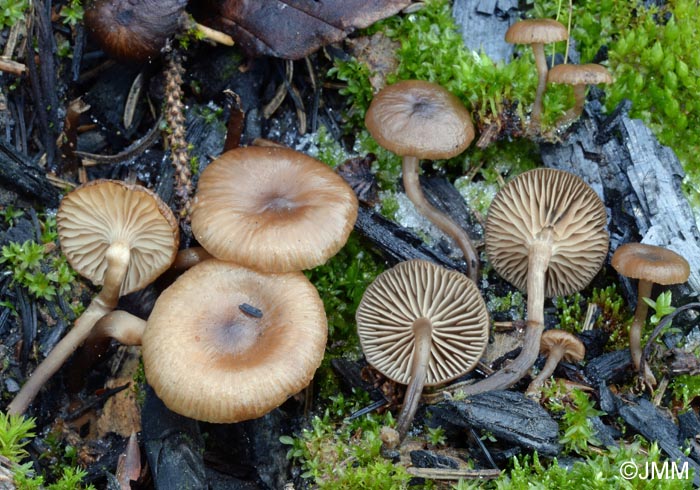 Tephrocybe anthracophila = Lyophyllum sphaerosporum