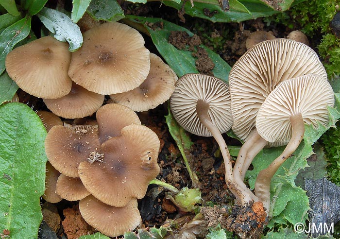 Tephrocybe atrata = Lyophyllum atratum