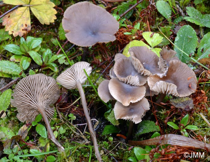 Tephrocybe atrata = Lyophyllum atratum