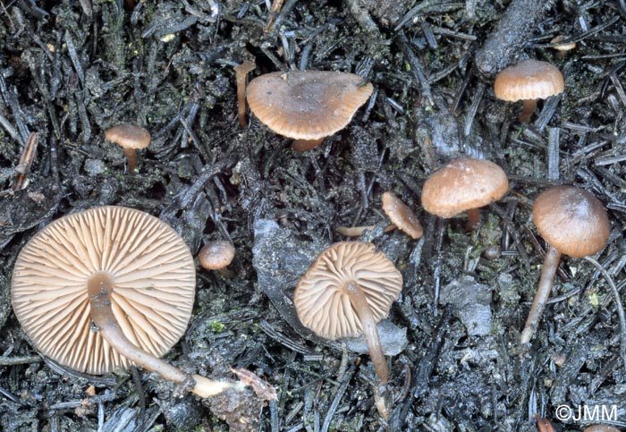 Tephrocybe atrata = Lyophyllum atratum