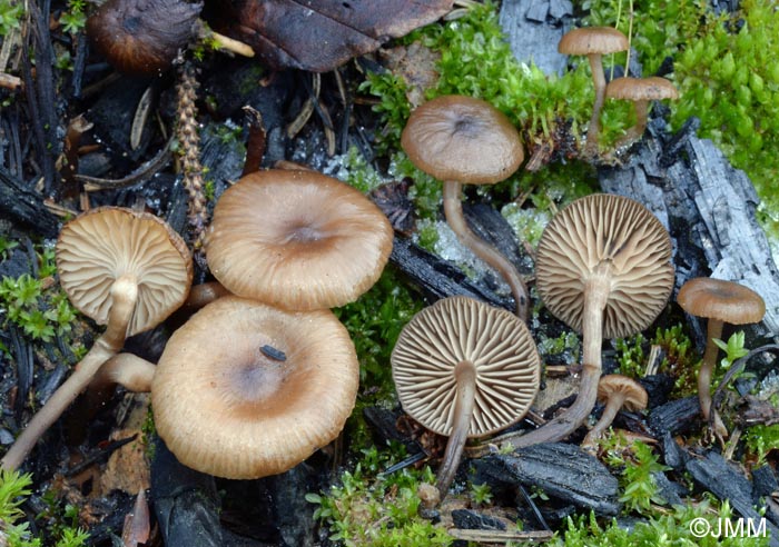 Tephrocybe atrata = Lyophyllum atratum