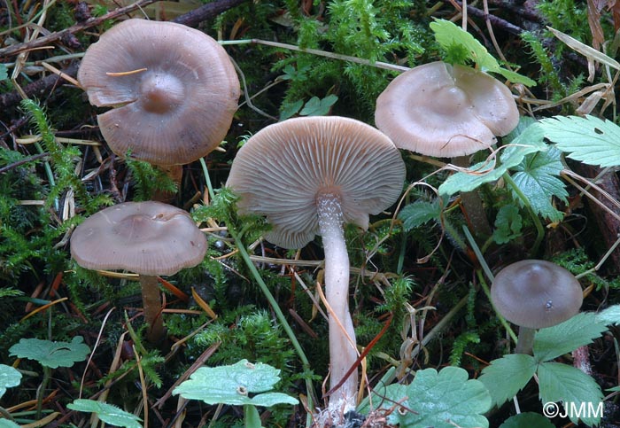 Tephrocybe boudieri