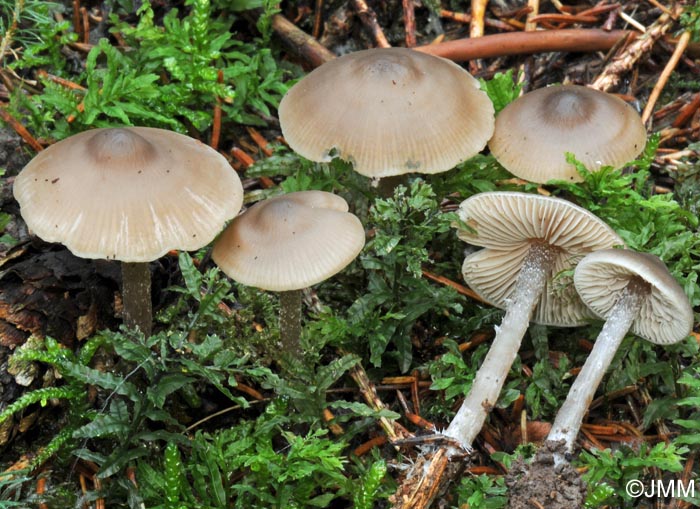 Tephrocybe boudieri