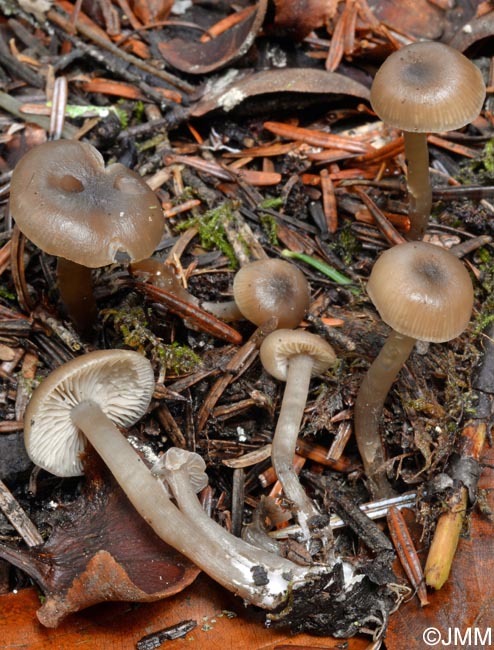 Tephrocybe coracina