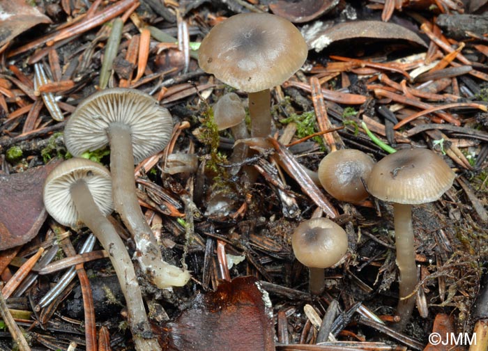 Tephrocybe coracina