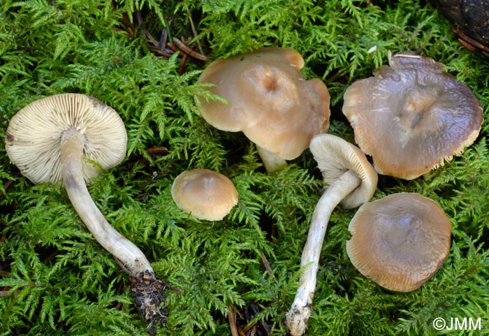 Tephrocybe inolens = Lyophyllum inolens = Tephrophana inolens = Myochromella inolens