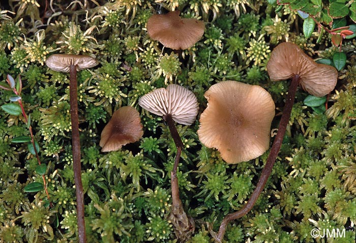 Tephrocybe palustris = Lyophyllum palustre