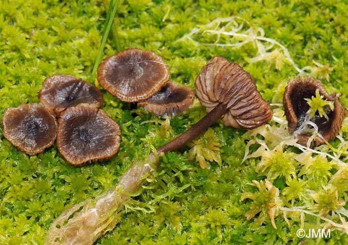 Tephrocybe palustris = Lyophyllum palustre