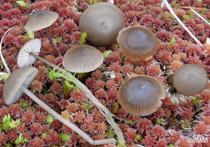 Tephrocybe palustris = Lyophyllum palustre