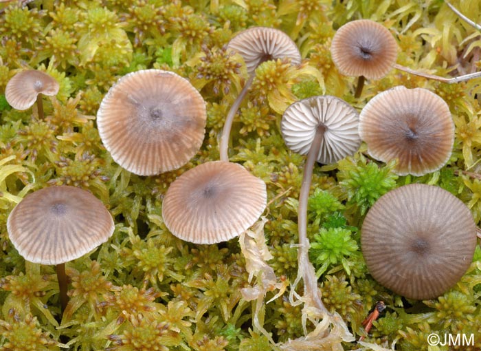 Tephrocybe palustris = Lyophyllum palustre