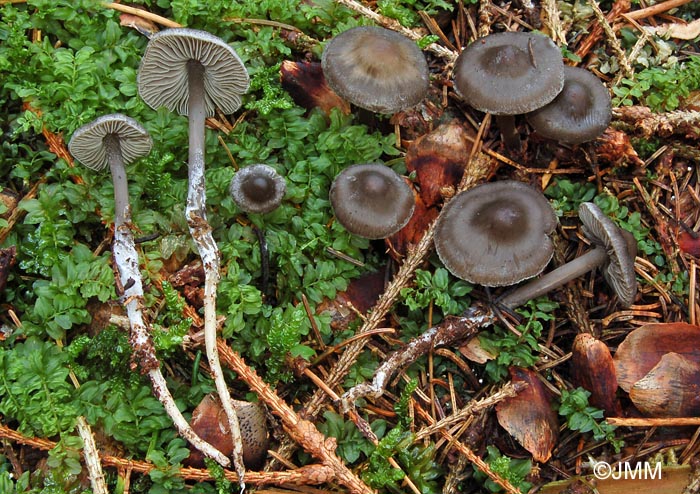 Tephrocybe rancida