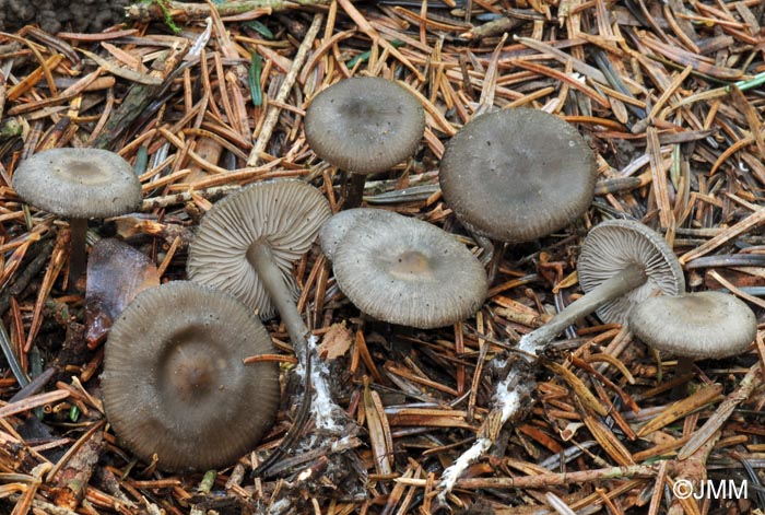 Tephrocybe rancida