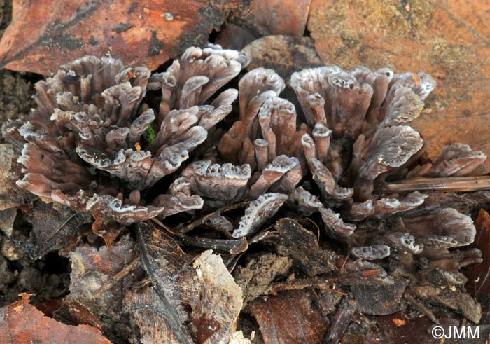 Thelephora anthocephala