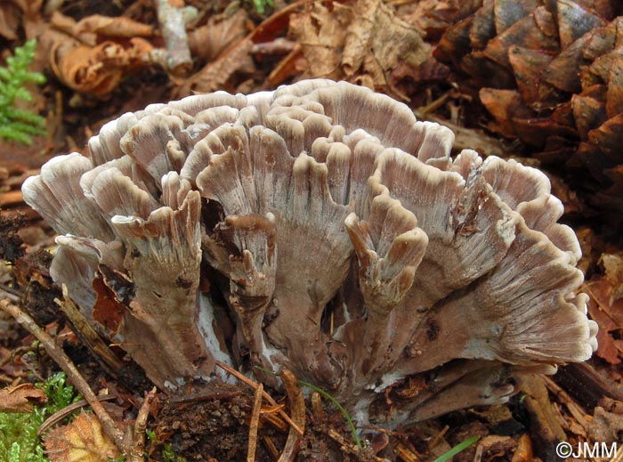 Thelephora palmata