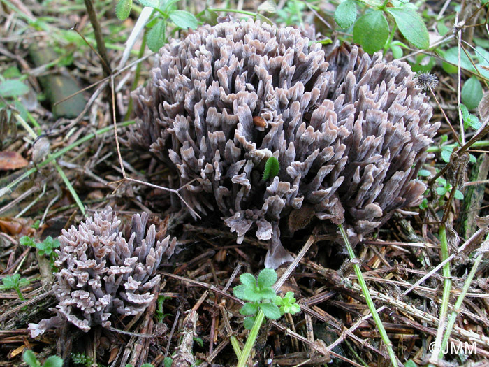 Thelephora palmata