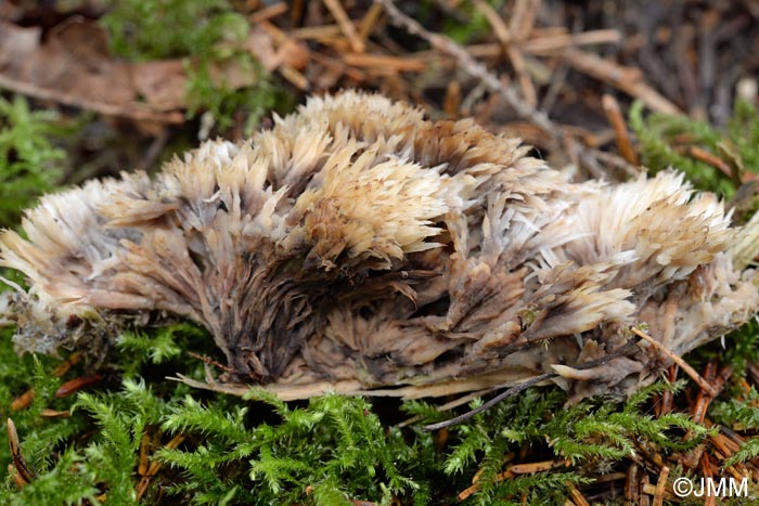 Thelephora penicillata