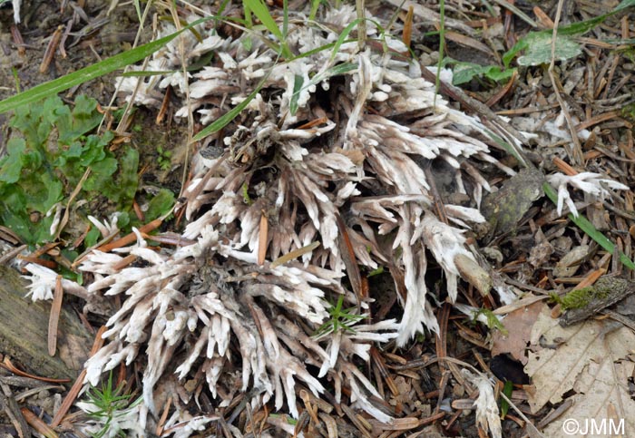 Thelephora spiculosa