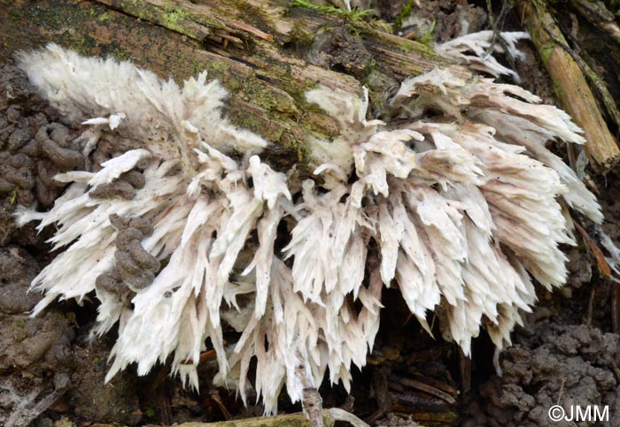 Thelephora spiculosa