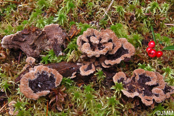 Thelephora terrestris