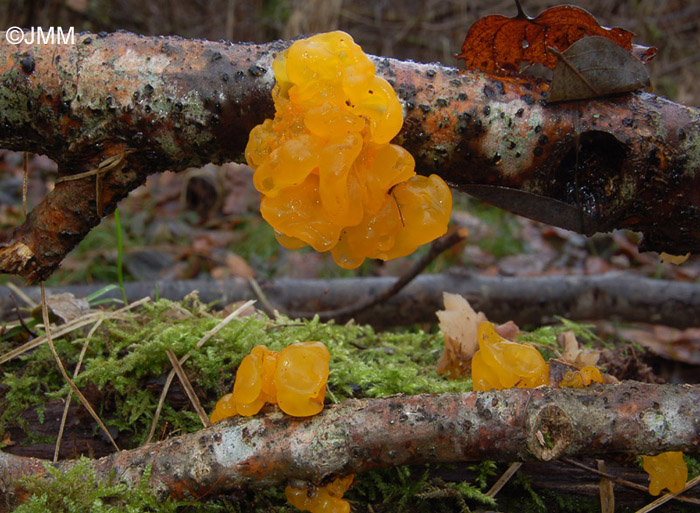 Tremella mesenterica