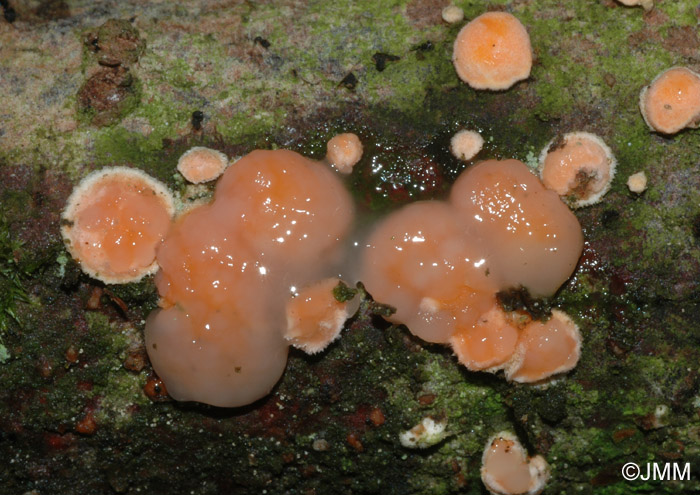 Tremella simplex