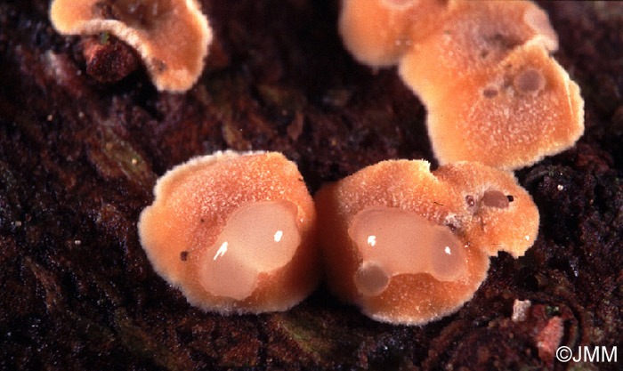 Tremella simplex