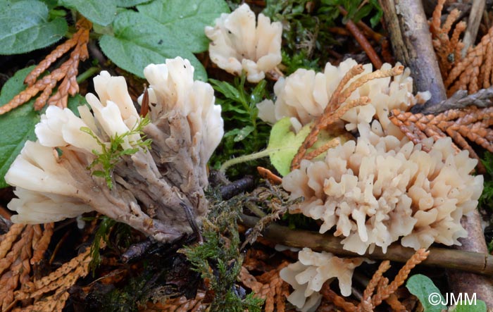 Tremellodendropsis tuberosa = Thelephora tuberosa