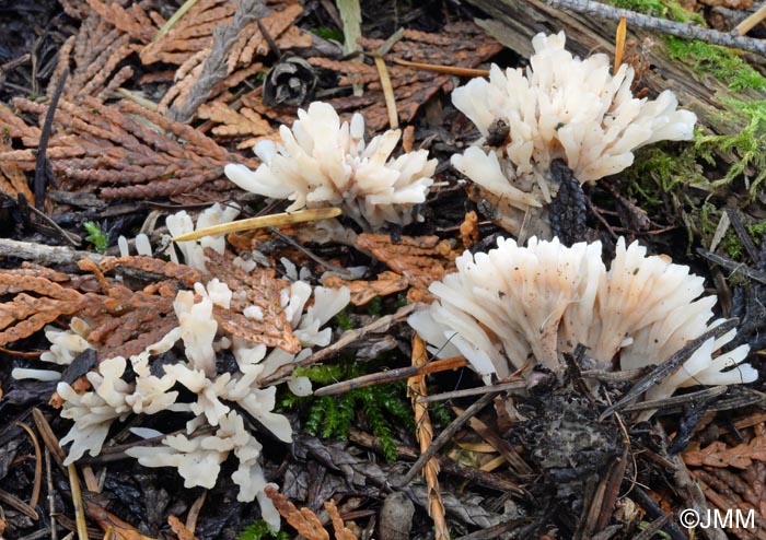 Tremellodendropsis tuberosa = Thelephora tuberosa