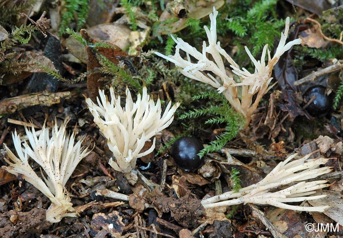 Tremellodendropsis tuberosa = Thelephora tuberosa