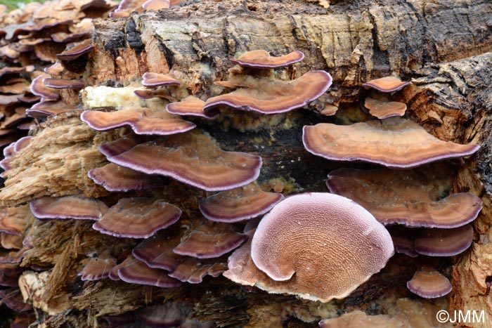 Trichaptum biforme = Hirschioporus pergamenus = Trichaptum pargamenum