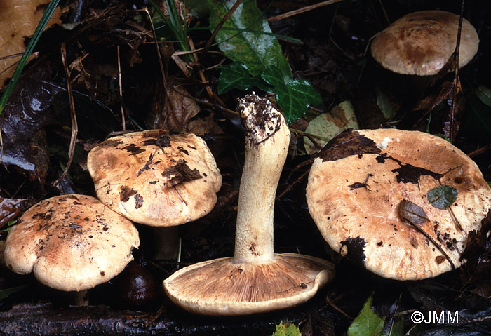 Tricholoma acerbum