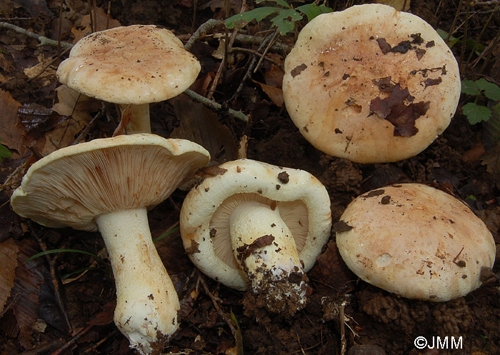 Tricholoma acerbum