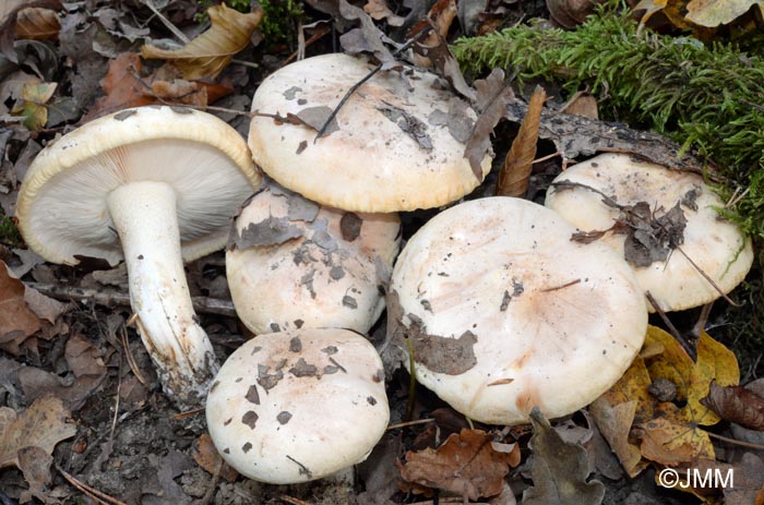 Tricholoma acerbum