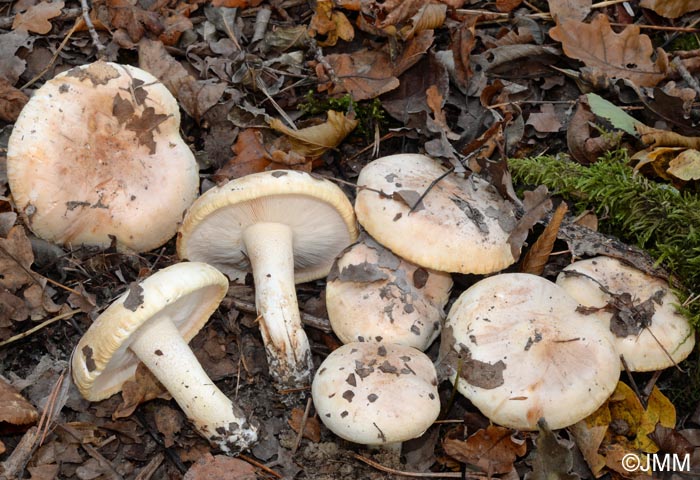 Tricholoma acerbum