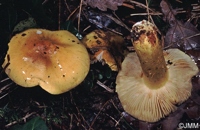 Tricholoma aestuans