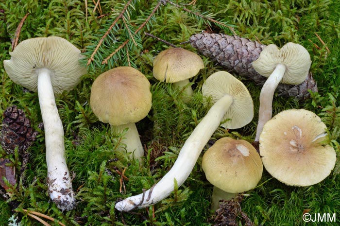 Tricholoma aestuans