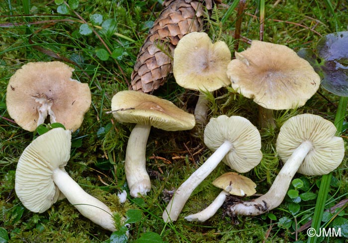 Tricholoma aestuans