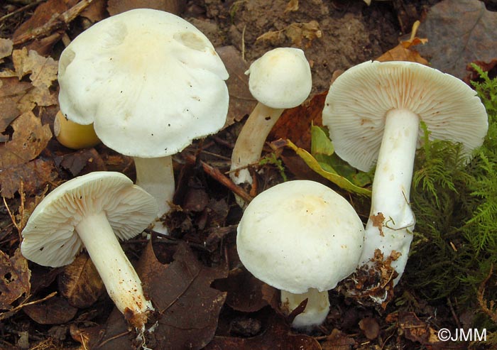 Tricholoma album