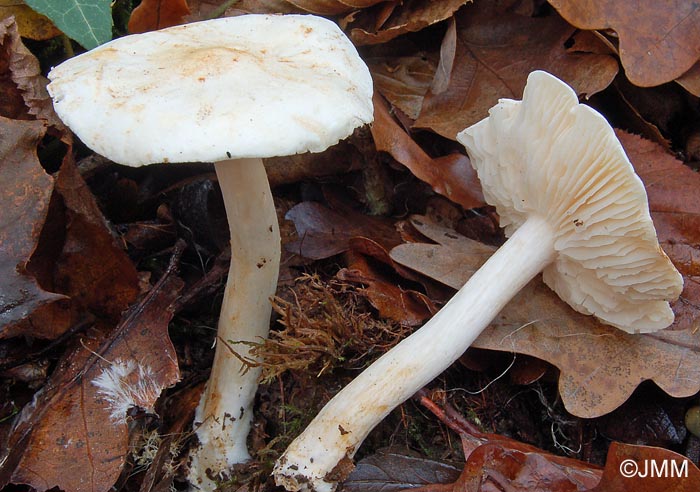 Tricholoma album