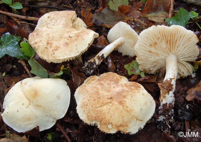 Tricholoma album