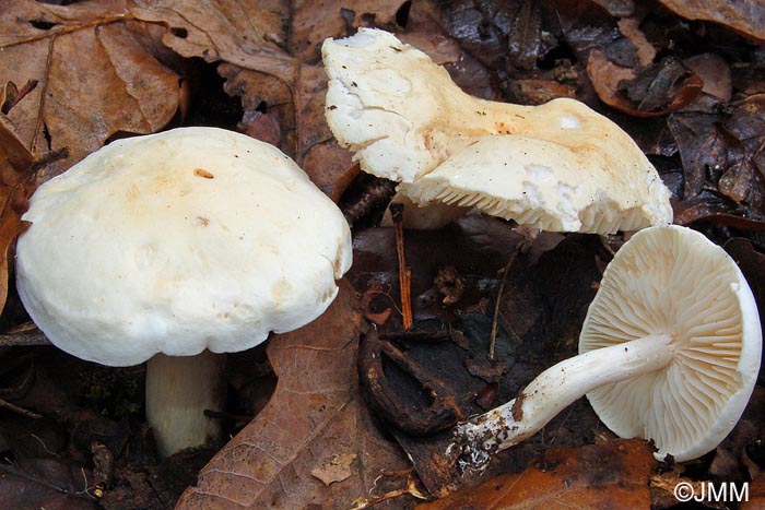 Tricholoma album var. thalliophilum