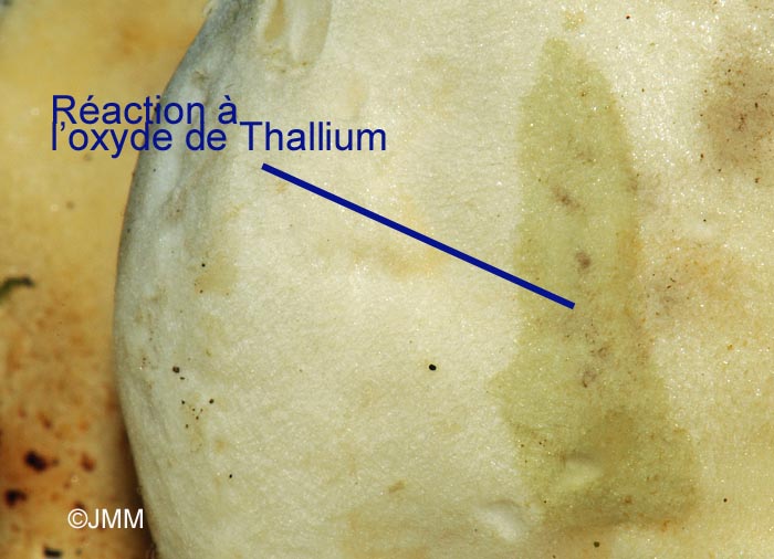 Tricholoma album var. thalliophilum