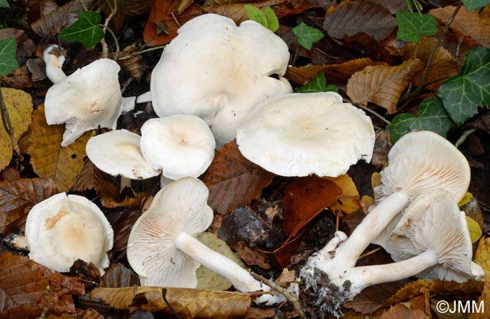 Tricholoma album var. thalliophilum