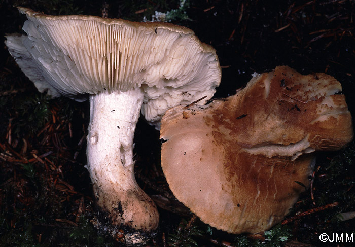 Tricholoma apium