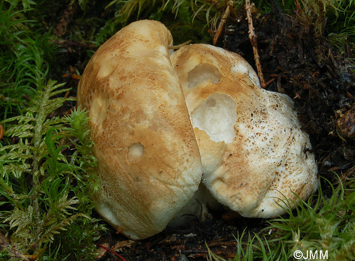 Tricholoma apium