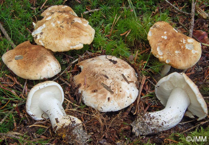 Tricholoma apium