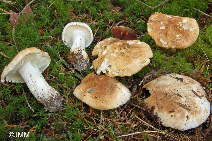 Tricholoma apium