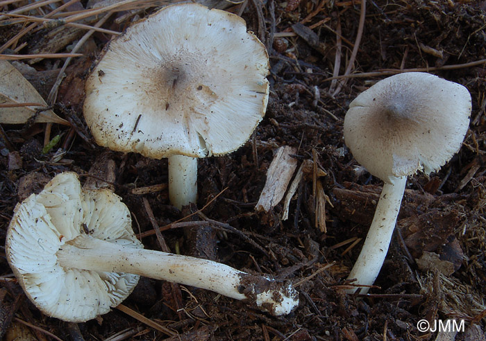 Tricholoma argyraceum